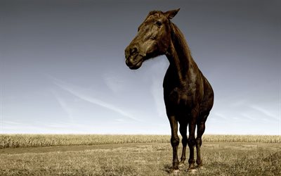 cheval noir