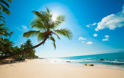 palma, trooppinen saari, valtameren ranta, hiekka, ranta, valokuva
