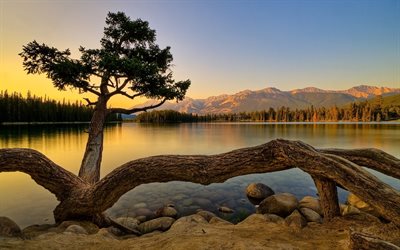 evening, an unusual tree, sunset, the lake, nature usa