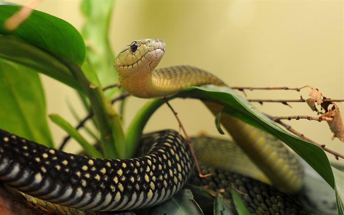 蛇, 写真の蛇