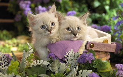 cute kittens, kitten