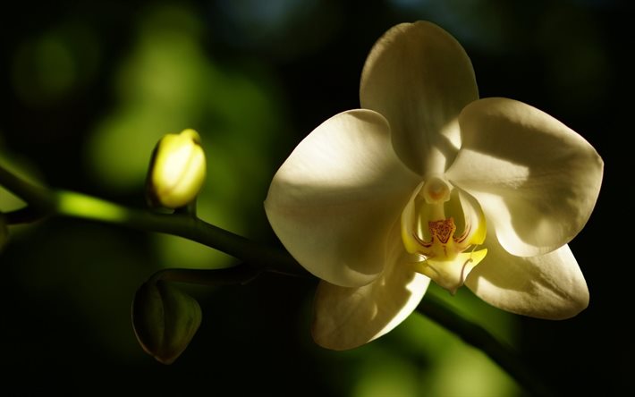 vit blomma, vackra blommor, orkidé