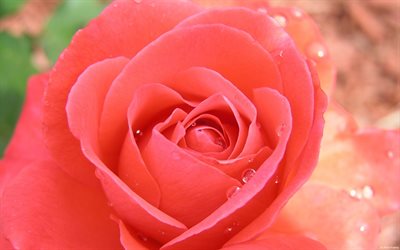rote rose, fotos von rosen, rose, tropicana
