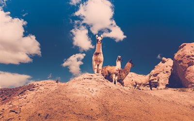 blue sky, mountains, lama, cute animals