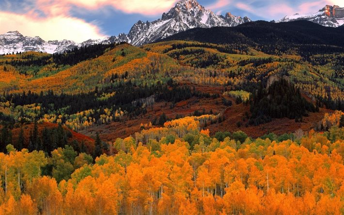 árvores amarelas, floresta, montanhas, outono, gori