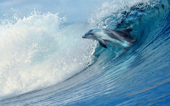 delfin, foto, våg, spray av vatten