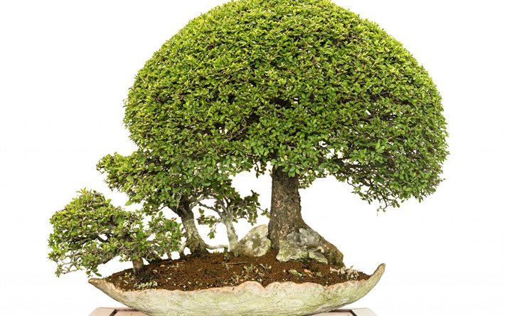 bonsai, árvore ornamental, árvore japonesa