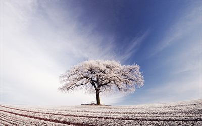 vinter, snö, ensamt träd, fält
