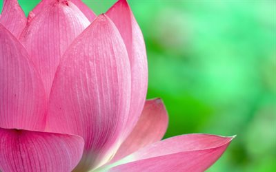 flores de color rosa, la flor de loto