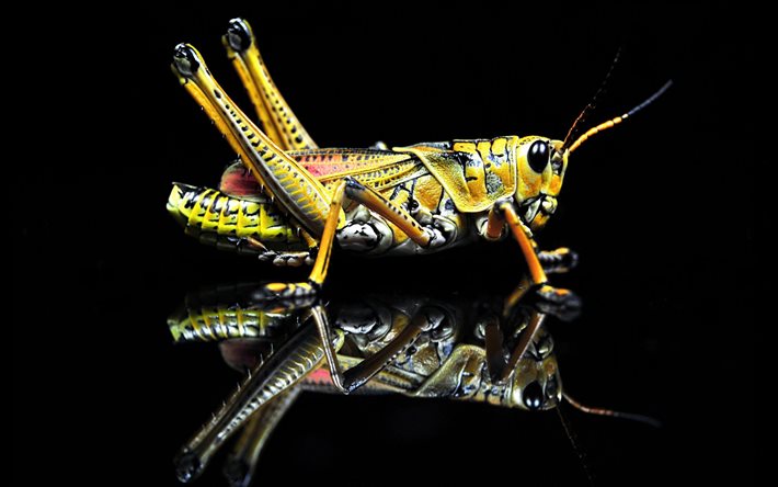 grasshopper, les insectes, konik, komachi