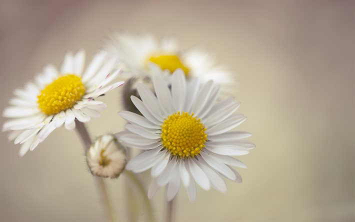chamomile, three daisies