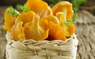 foto, svamp, färska svampar