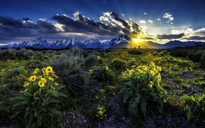 yellow flowers, sunset, meadow, mountains, photo