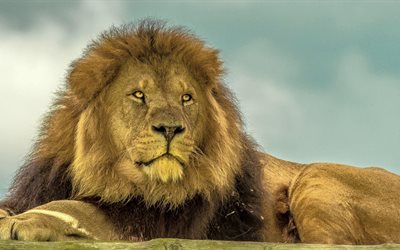 lion, le roi des animaux