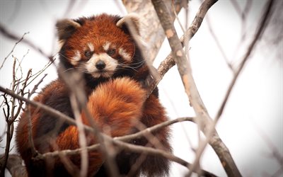 panda roux, panda rouge, - ailurus fulgens