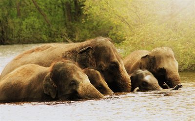 kuva, norsuja, norsuja kylpemässä, valokuva norsuista