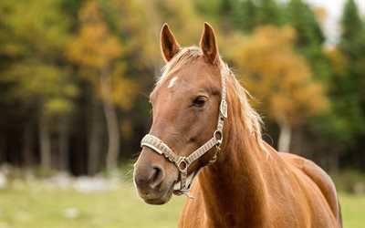 brun cheval, des photos de chevaux, cheval, cheval brun