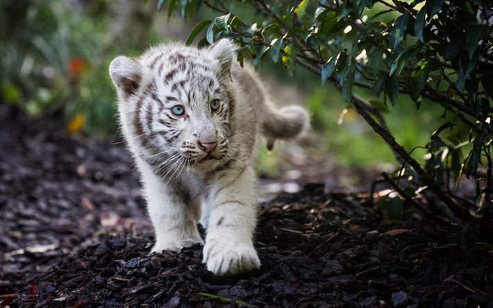 white tiger, tiger, bengal tiger