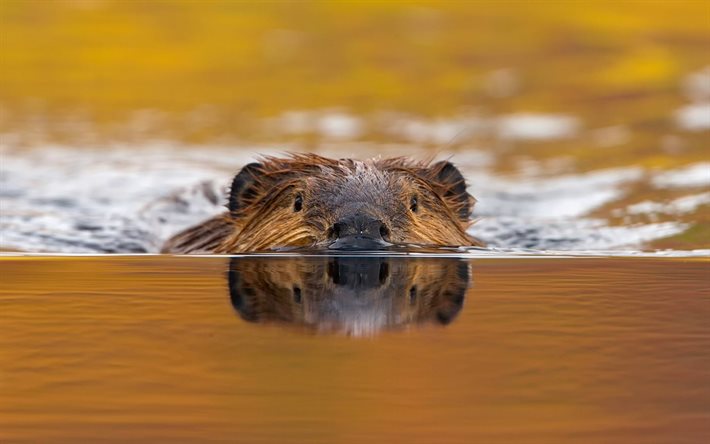 canadian beaver, the river