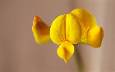 orchidée jaune, des orchidées