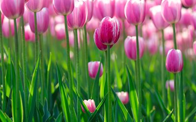 tulipanes de color rosa, campo de tulipanes