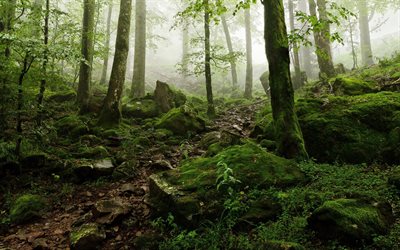 brouillard, forêt, vert mousse, colline, photo forêts