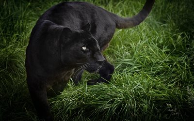 panthère noire, photo panthers