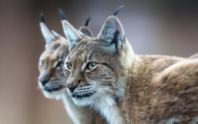il predatore, la lince lynx, foto