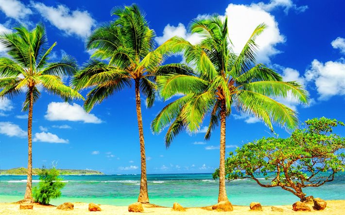 ilha tropical, palmeiras, praia