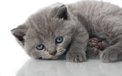 grey kitten, cat, little kitten