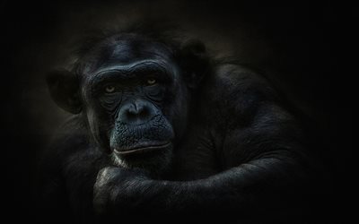 die tierwelt, die schimpansen, hominini, primaten