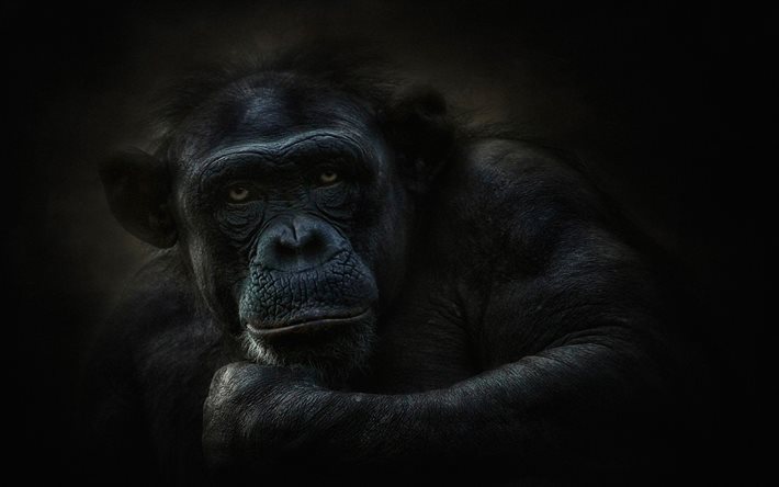 vida selvagem, chimpanzés, hominini, primatas