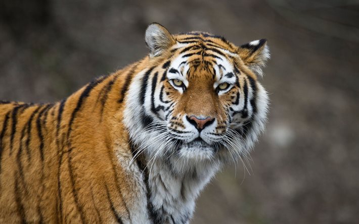 le tigre, le regard pensif, des tigres, des photo