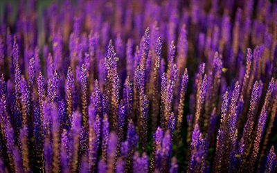 ルパン, 紫色の花, 紫lupines