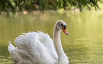 the lake, white swan, beautiful bird, garnier ptah, photo