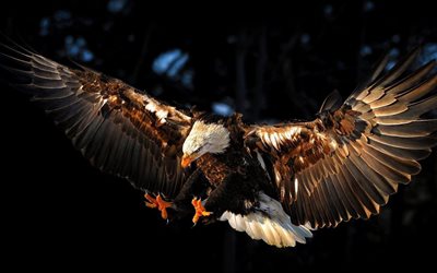birds of prey, eagle, the open wings