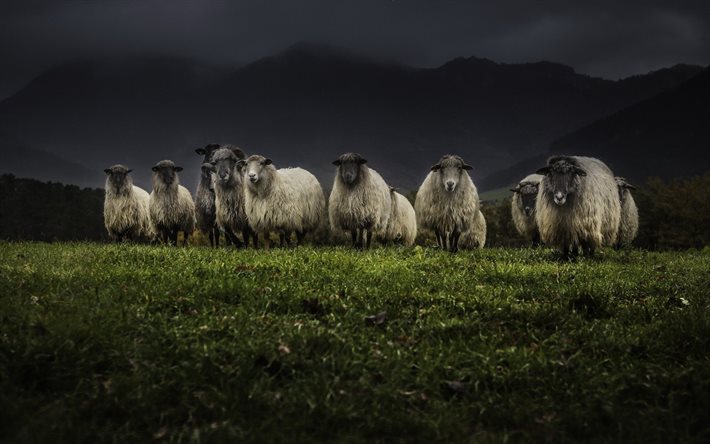 pecore, le pecore di un gregge di pecore, in scozia