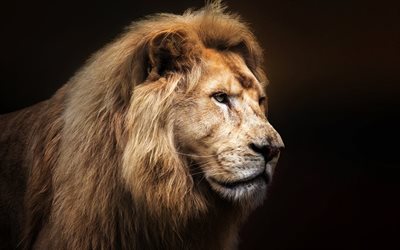 puissant lion, le roi des animaux, les lions