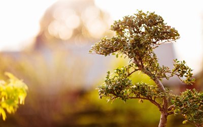 bonsai, ett litet träd, sommar, värme