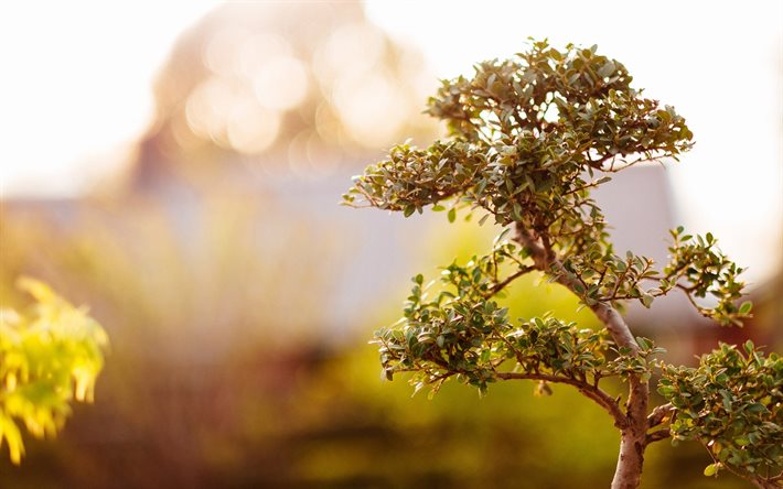 bonsai, einen kleinen baum, der sommer, hitze