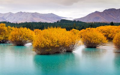 blue water, the bushes, south island, new zealand