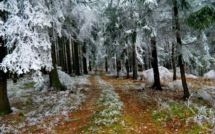 inverno, foresta, neve, pino
