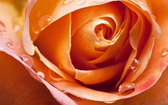rosa pomarancheva, rosa por dentro, botão de rosa, rosa laranja, broto, rosas da polônia