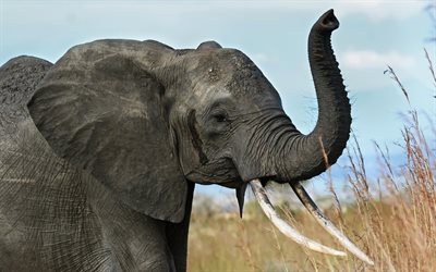 サバンナ, アフリカ, ゾウ, 大きなゾウ