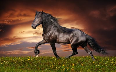chevaux, cheval noir, photos de chevaux
