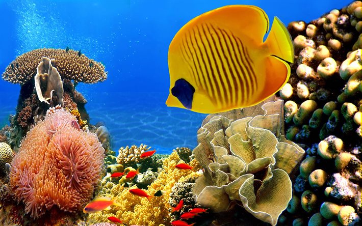 peixe amarelo, o oceano, mundo subaquático, corais