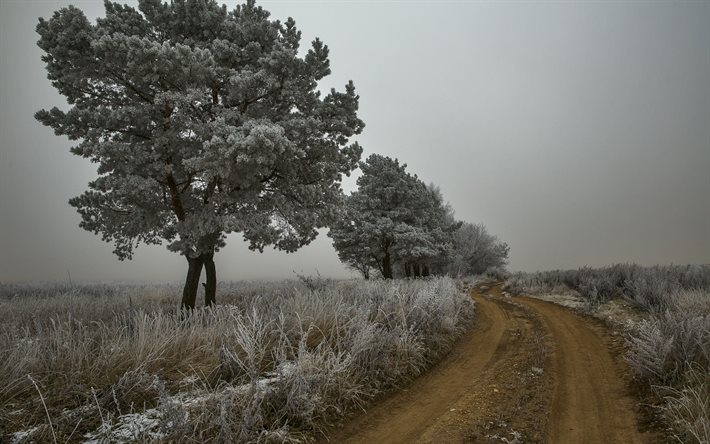 campo, nebbia, inverno, neve