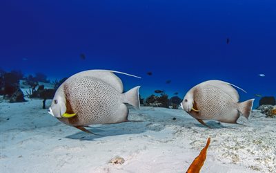 undervattensvärld, vackra fiskar