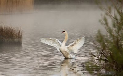 the pond, white swan, rates, wingspan