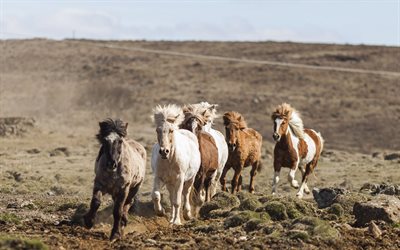 scotland, horses, a herd of horses